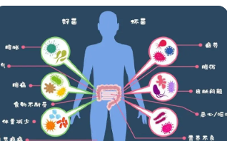 研究揭示了一种常见细菌如何从肠道传播