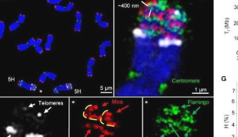研究人员提供了浓缩染色体螺旋卷曲的证据