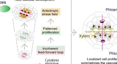 压应力塑造拟南芥根维管组织的对称性