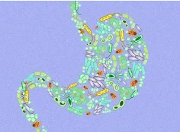 研究探索饮食在支持健康的胃肠道微生物群中的作用