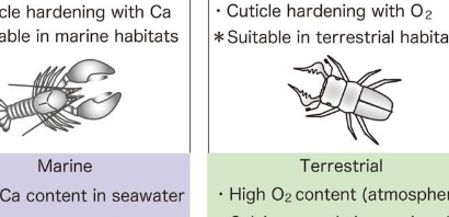 研究解释了为什么海洋中的昆虫如此之少