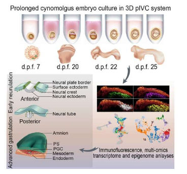 在实验室培养的3D猴子胚胎提供了对早期发育的独特见解