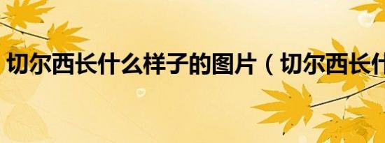 切尔西长什么样子的图片（切尔西长什么样）