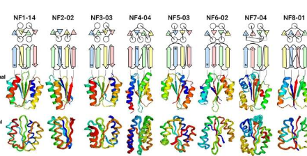 科学家发现自然界中未经探索的大量蛋白质折叠